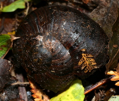 Powelliphanta annectens
