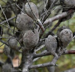 Hakea actites