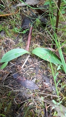 Chiloglottis valida