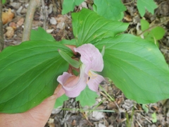 Trillium catesbaei