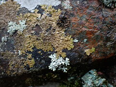 Melanohalea exasperatula