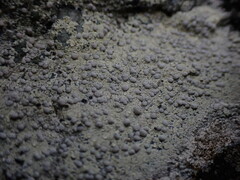 Lecanora rupicola