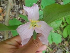 Trillium catesbaei