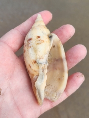 Alcithoe arabica