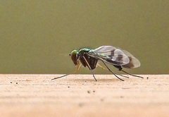 Condylostylus quadricolor