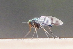 Condylostylus quadricolor