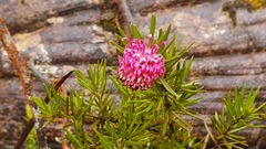 Grevillea confertifolia
