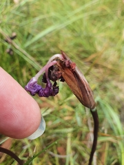 Patersonia occidentalis occidentalis