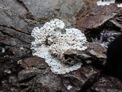 Physcia caesia