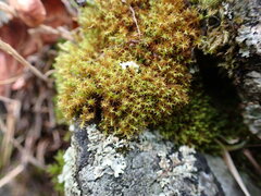Vinealobryum vineale