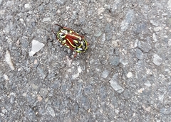 Eupoecila australasiae