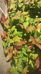 Hypericum androsaemum