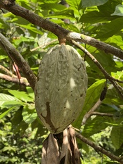 Theobroma cacao