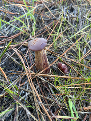 Laccaria amethysteo-occidentalis