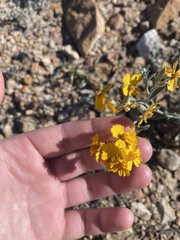 Psilostrophe tagetina