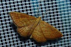 Idaea ochrata