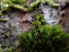 Orthotrichum columbicum