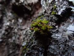 Orthotrichum columbicum