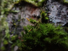 Orthotrichum columbicum