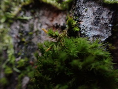 Orthotrichum columbicum