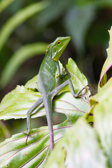 Bronchocela cristatella