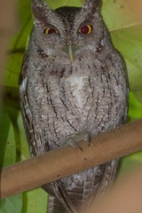 Megascops cooperi