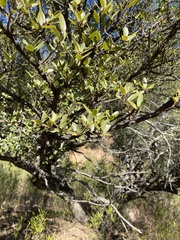 Quercus toumeyi
