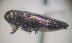 Taphrocerus