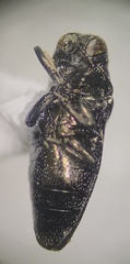 Taphrocerus