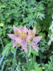 Alstroemeria