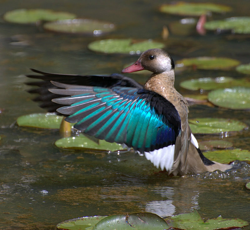 Brazilian Teal photo