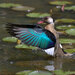 Brazilian Teal - Photo (c) Dario Sanches, some rights reserved (CC BY-SA)