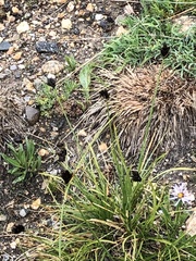 Carex atrata
