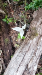 Codonorchis lessonii