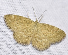 Scopula immorata