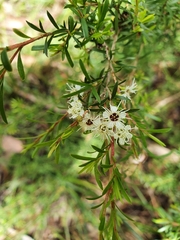 Kunzea leptospermoides