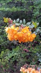Berberis trigona