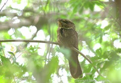 Antrostomus carolinensis