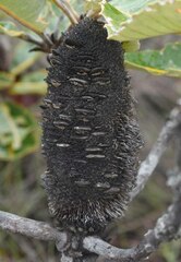 Banksia robur