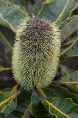 Banksia robur