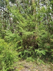 Kunzea leptospermoides