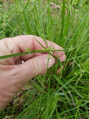 Cyperus compressus