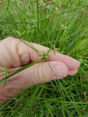 Cyperus compressus