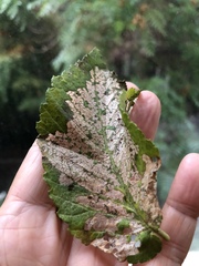 Xanthogaleruca luteola