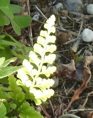Asplenium adiantum-nigrum