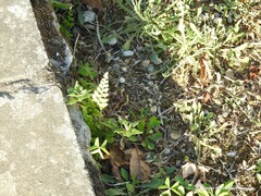 Asplenium adiantum-nigrum
