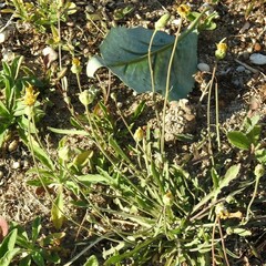 Reichardia picroides