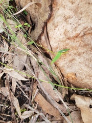 Ottochloa gracillima