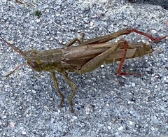 Melanoplus yarrowii