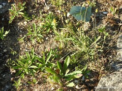 Reichardia picroides